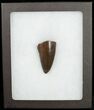 Beautiful Tyrannosaurus (T-Rex) Tooth #11918-4